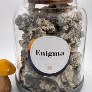 enigma magic mushrooms 🍄